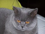 Chat de race British Shorthair femelle à vendre