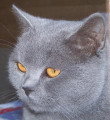 Chat de race British Shorthair femelle à vendre
