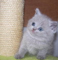 Chat de race British Shorthair femelle à vendre