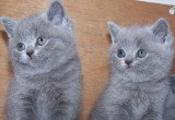 Chat de race British Shorthair femelle à vendre