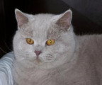Chat de race British Shorthair femelle à vendre