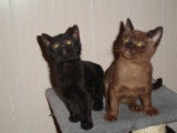 Chatons de race Bombay à vendre (1 femelle & 1 mâle)