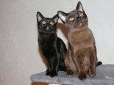 Chatons de race Bombay à vendre (1 femelle & 1 mâle)