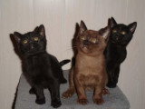 Chatons de race Bombay à vendre (1 femelle & 1 mâle)
