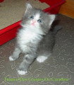 Chatons de race Maine Coon à vendre (3 femelles & 3 mâles)