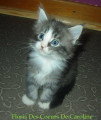 Chatons de race Maine Coon à vendre (3 femelles & 3 mâles)