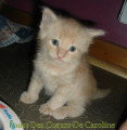 Chatons de race Maine Coon à vendre (3 femelles & 3 mâles)