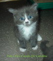 Chatons de race Maine Coon à vendre (3 femelles & 3 mâles)