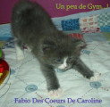 Chatons de race Maine Coon à vendre (3 femelles & 3 mâles)