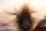 Chatons de race Sacré de Birmanie à vendre (4 femelles)