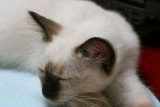 Chatons de race Sacré de Birmanie à vendre (4 femelles)