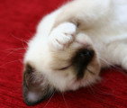 Chatons de race Sacré de Birmanie à vendre (4 femelles)