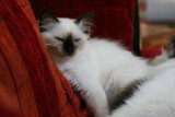 Chatons de race Sacré de Birmanie à vendre (4 femelles)