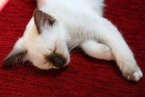 Chatons de race Sacré de Birmanie à vendre (4 femelles)