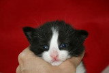 Chatons de race Norvégien à vendre (4 femelles & 4 mâles)