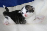Chatons de race Norvégien à vendre (4 femelles & 4 mâles)