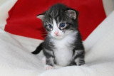 Chatons de race Norvégien à vendre (4 femelles & 4 mâles)
