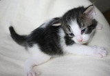 Chatons de race Norvégien à vendre (4 femelles & 4 mâles)