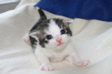 Chatons de race Norvégien à vendre (4 femelles & 4 mâles)
