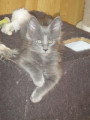 Chat adulte de race Angora Turc femelle à vendre