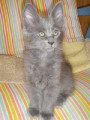 Chat adulte de race Angora Turc femelle à vendre