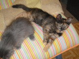 Chat adulte de race Angora Turc femelle à vendre