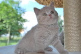 Chatons de race British Shorthair à vendre (1 femelle & 1 mâle)
