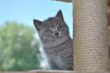 Chatons de race British Shorthair à vendre (1 femelle & 1 mâle)