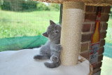 Chatons de race British Shorthair à vendre (1 femelle & 1 mâle)