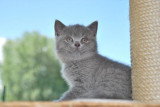 Chatons de race British Shorthair à vendre (1 femelle & 1 mâle)