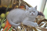 Chatons de race British Shorthair à vendre (1 femelle & 1 mâle)