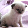 Chat adulte de race Sacré de Birmanie mâle à vendre