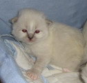 Chat adulte de race Sacré de Birmanie mâle à vendre