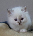 Chat adulte de race Sacré de Birmanie mâle à vendre