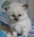 Chat adulte de race Sacré de Birmanie mâle à vendre