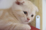 Chatons de race Scottish Fold à vendre (2 femelles & 2 mâles)