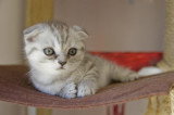 Chatons de race Scottish Fold à vendre (2 femelles & 2 mâles)