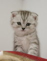Chatons de race Scottish Fold à vendre (2 femelles & 2 mâles)