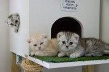 Chatons de race Scottish Fold à vendre (2 femelles & 2 mâles)