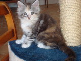 Chatons de race Maine Coon à vendre (3 femelles & 3 mâles)