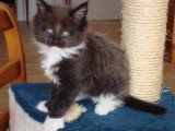 Chatons de race Maine Coon à vendre (3 femelles & 3 mâles)