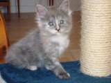 Chatons de race Maine Coon à vendre (3 femelles & 3 mâles)