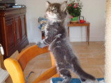 Chatons de race Maine Coon à vendre (3 femelles & 3 mâles)