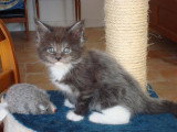 Chatons de race Maine Coon à vendre (3 femelles & 3 mâles)
