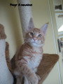 Chat adulte de race Maine Coon mâle à vendre