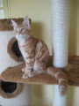 Chat adulte de race Maine Coon mâle à vendre