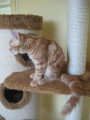 Chat adulte de race Maine Coon mâle à vendre