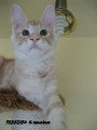 Chat adulte de race Maine Coon mâle à vendre