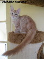 Chat adulte de race Maine Coon mâle à vendre