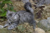 Chatons de race Norvégien à vendre (2 femelles & 2 mâles)